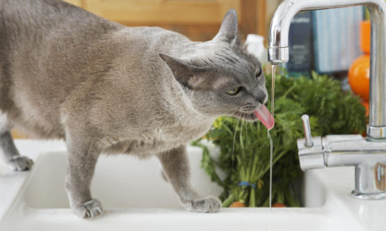 Питьевая вода для домашних животных
